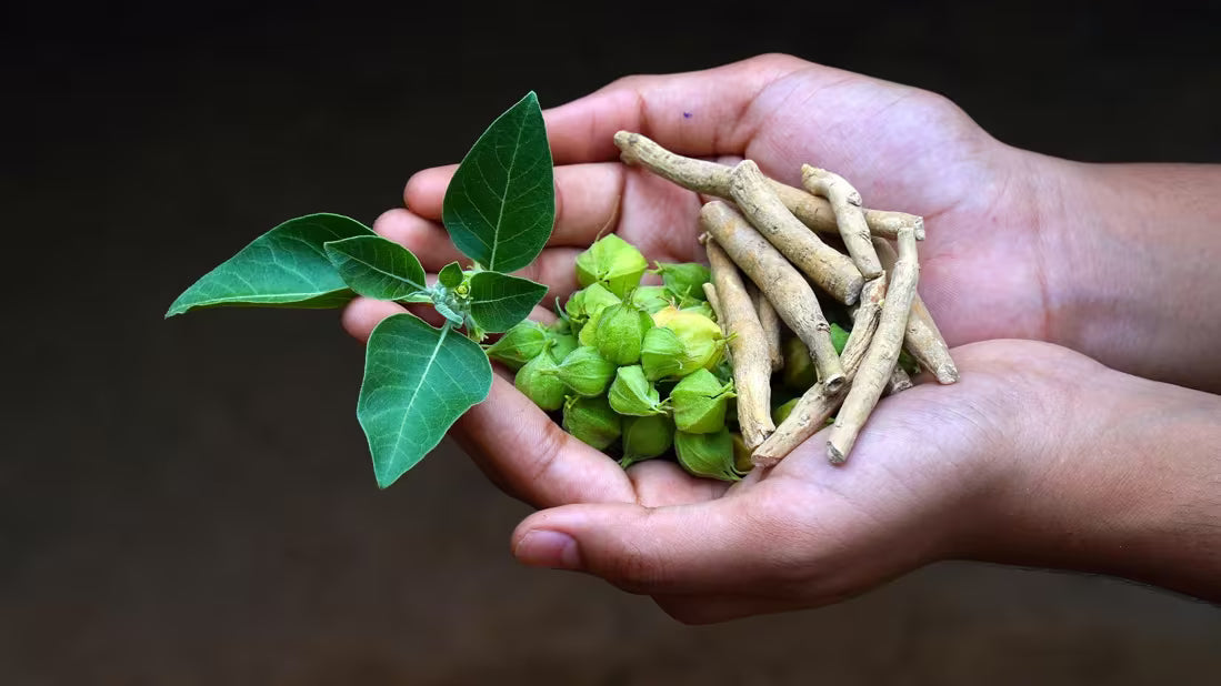 Ashwagandha KSM-66®: beneficios para mujeres y hombres 40+