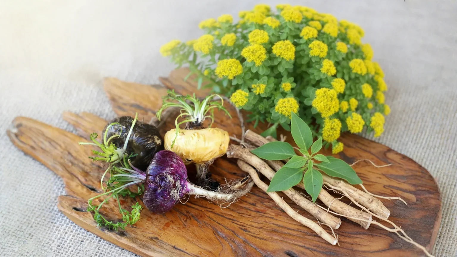 Adaptógenos para mujeres 40+: perimenopausia y postmenopausia