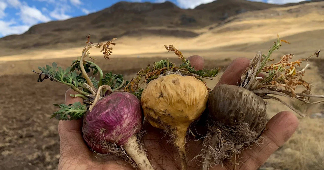 Maca para la Mujer: El Adaptógeno que acompaña tu equilibrio hormonal