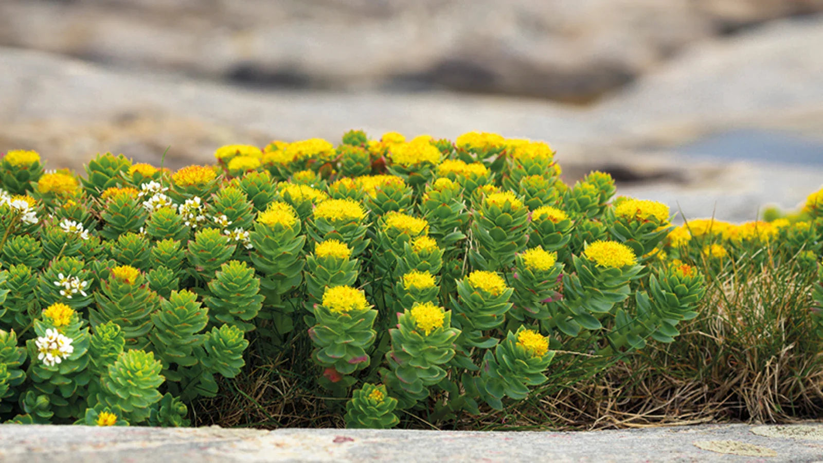 Rhodiola rosea 3% /1 %: energía mental y estrés en mujeres 40+